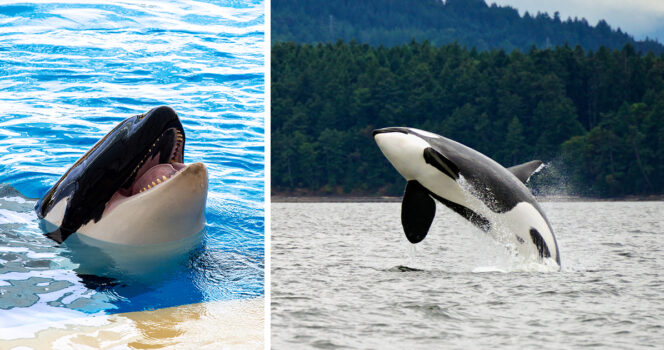 Miekkavalas. Kuva: Shutterstock