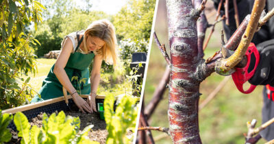 Puutarha. Kuvat: Shutterstock