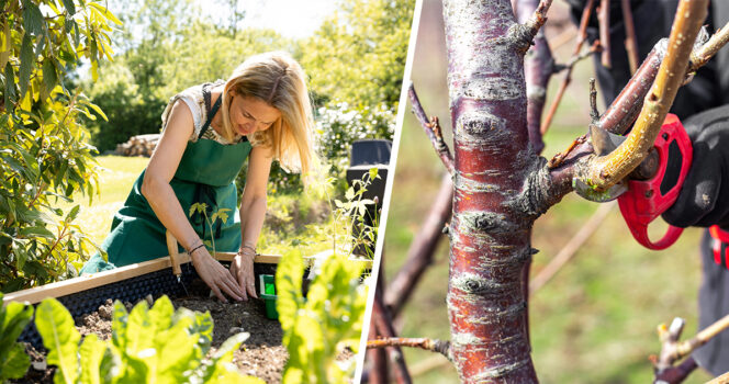 Puutarha. Kuvat: Shutterstock