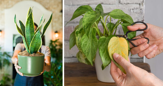 Sisäkasvit. Kuva: Shutterstock