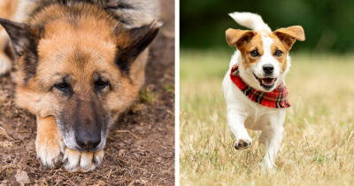 Koira, koirat. Kuvat: Shutterstock