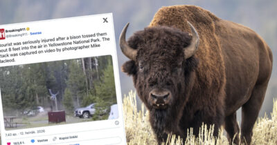 Biisoni hyökkäsi 65-vuotiaan miehen kimppuun Yellowstonessa ja paiskasi tämän ilmaan.