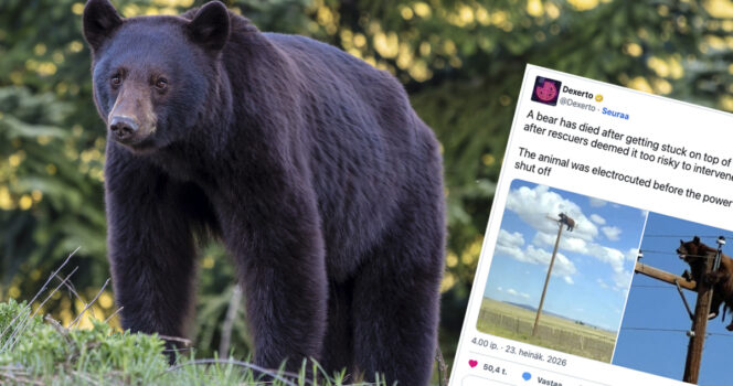 Puhelinpylvääseen kiivenneen karhun kohtalosta saatiin surullinen tieto.