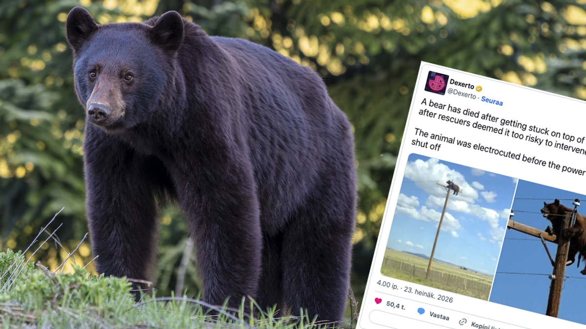 Puhelinpylvääseen kiivenneen karhun kohtalosta saatiin surullinen tieto.