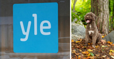 Ylen logo, lagotto romano koira Hilkka Pentulive -ohjelmasta. Kuvat: AOP, Yle