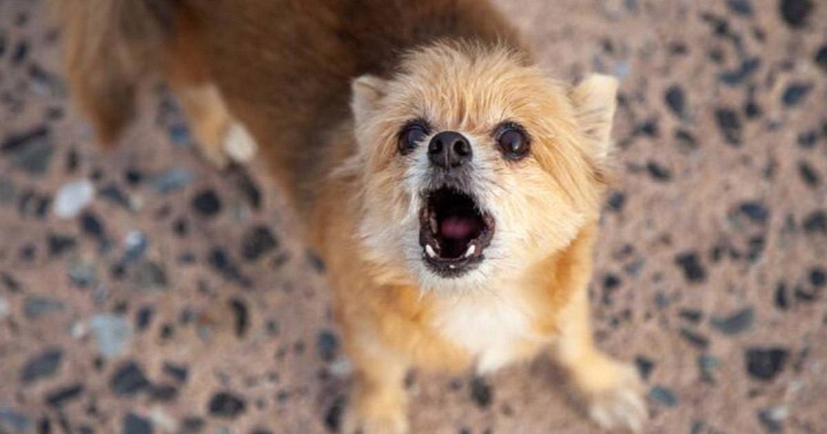 Hund