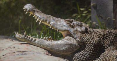 Crocodile