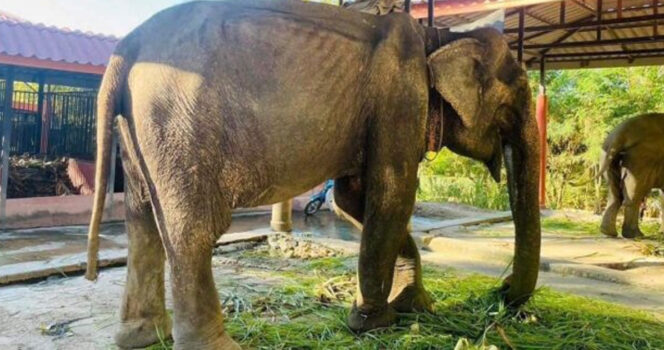 Elefant