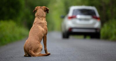 Hund blir forlatt.