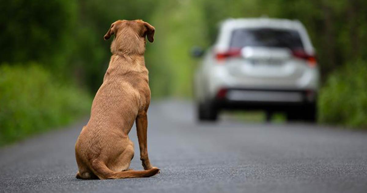 Hund blir forlatt.