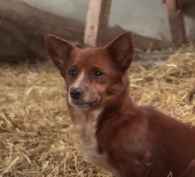 Hund