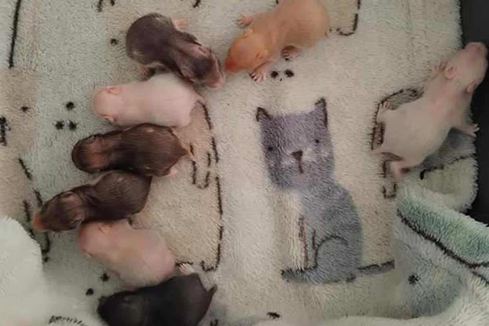 Hamsterunger