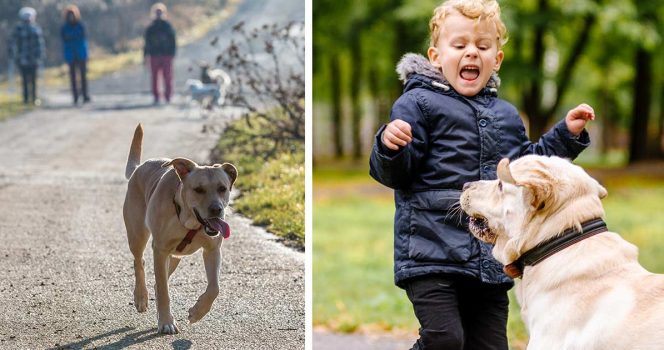 Illustrasjonsbilde: Hund og ung gutt med hund