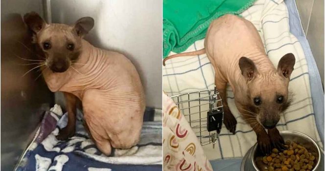 Hårløs vaskebjørn.