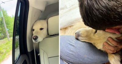 Hunden døde på biltur.