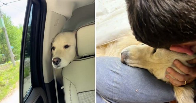 Hunden døde på biltur.