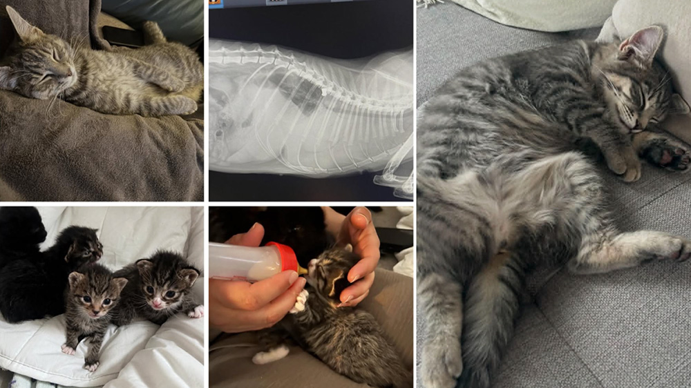 Det som skulle være en lykkelig tid for katten Nusse og familien hennes, utviklet seg plutselig til et mareritt.