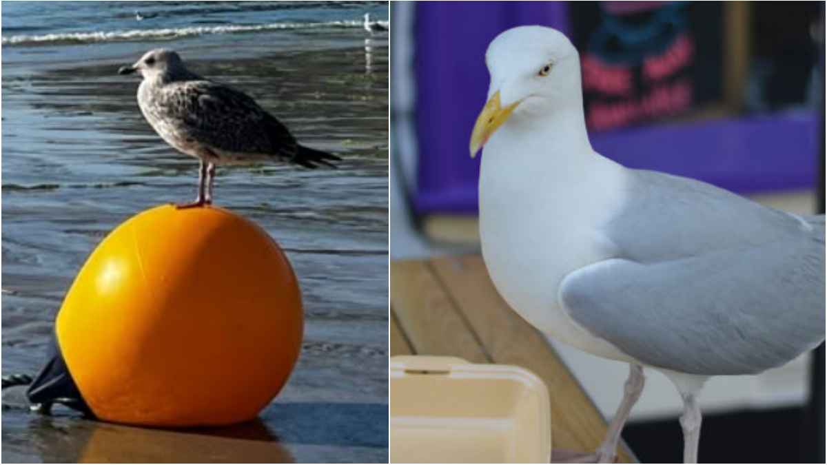 Måke.