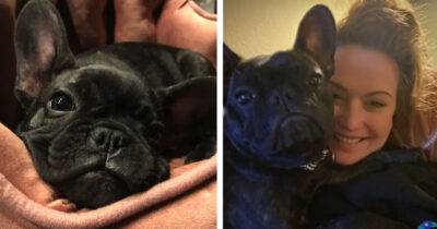 Bjørn angrep par med hund.