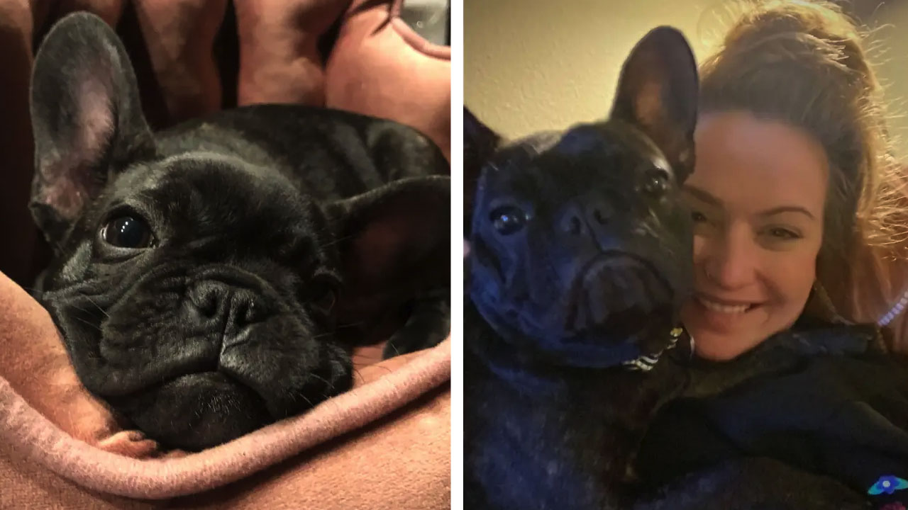 Bjørn angrep par med hund.