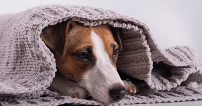 Genrebillede af en hund