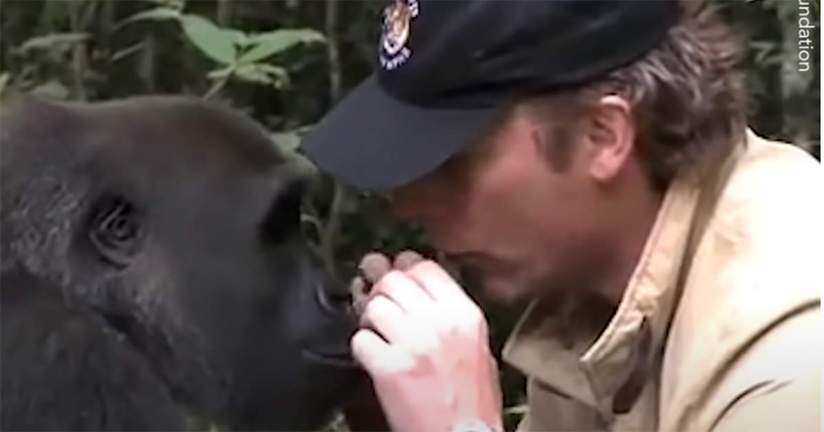 Chimpanse