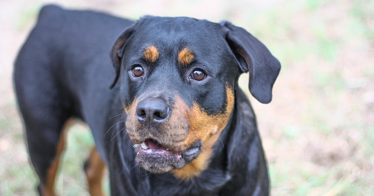Rottweiler