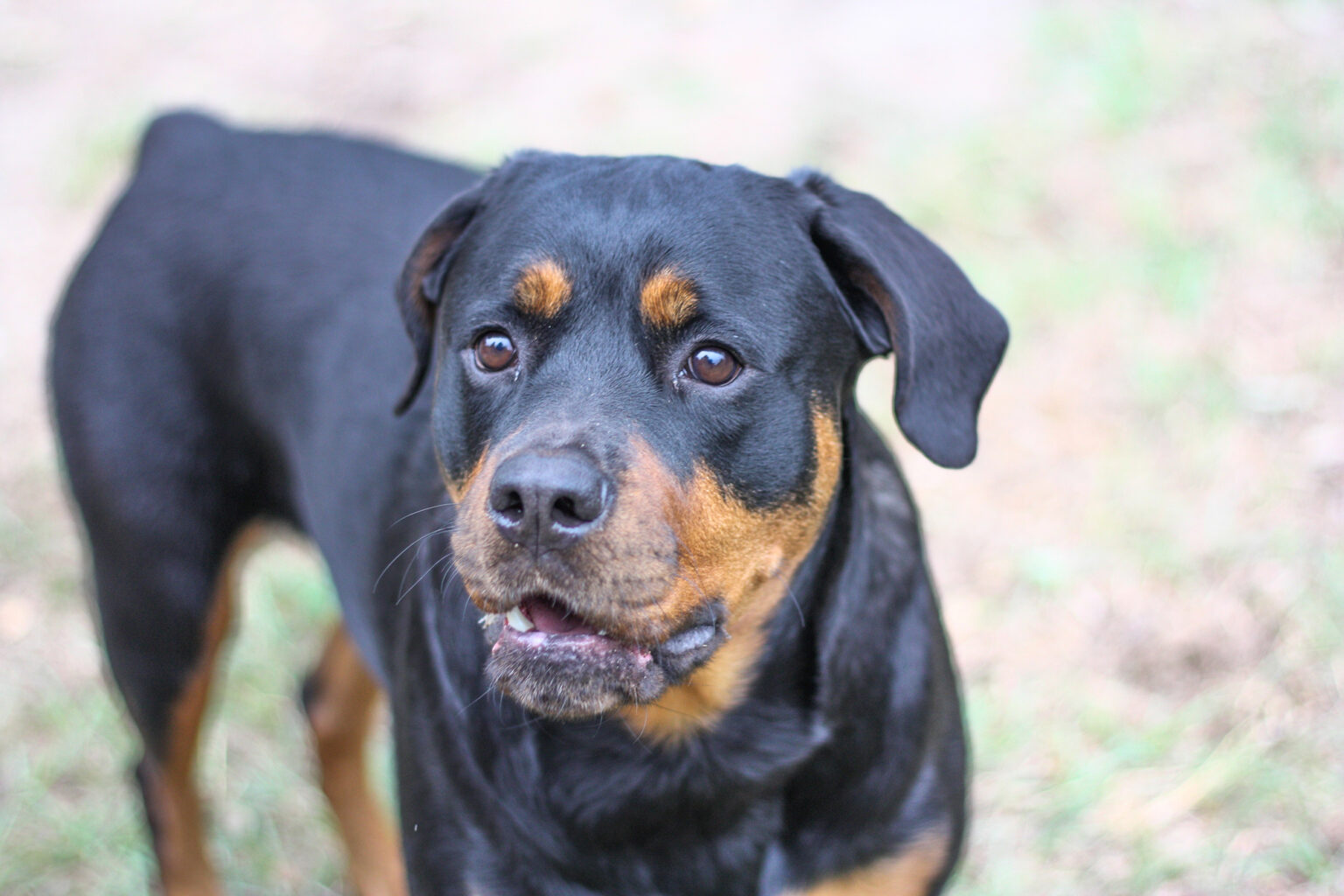 Tim blev angrebet af to rottweilere i sin indkørsel: Nu deler han ...