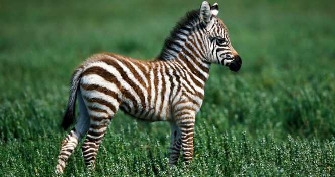 zebra