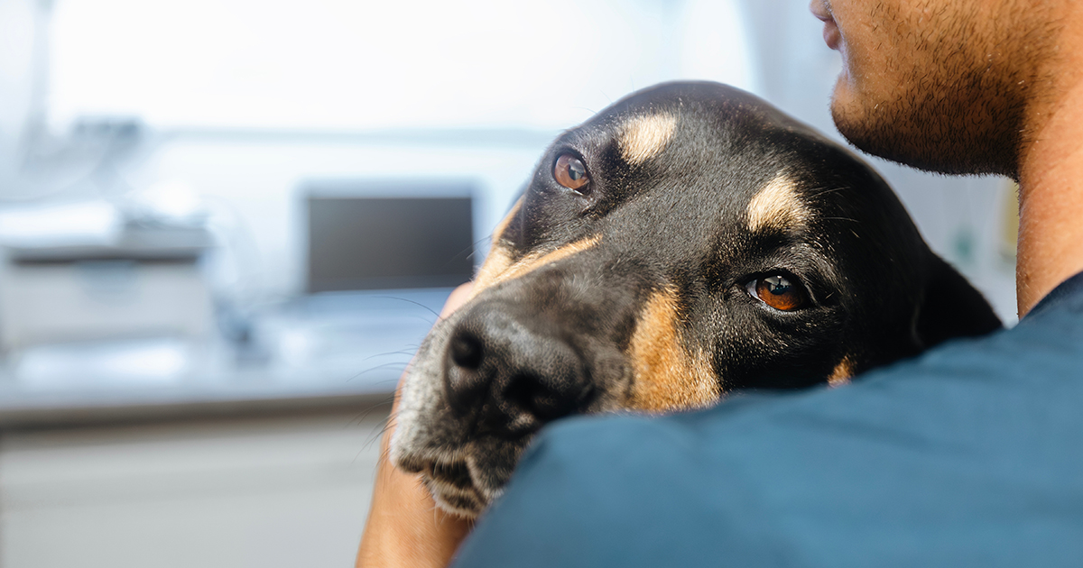 Trist hund hviler på mands skulder