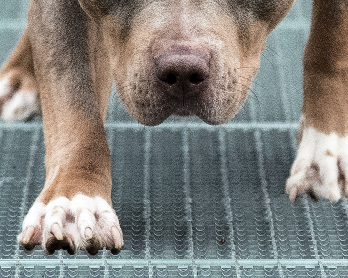 En hund angreb en 8-årig dreng, der døde af sine kvæstelser.