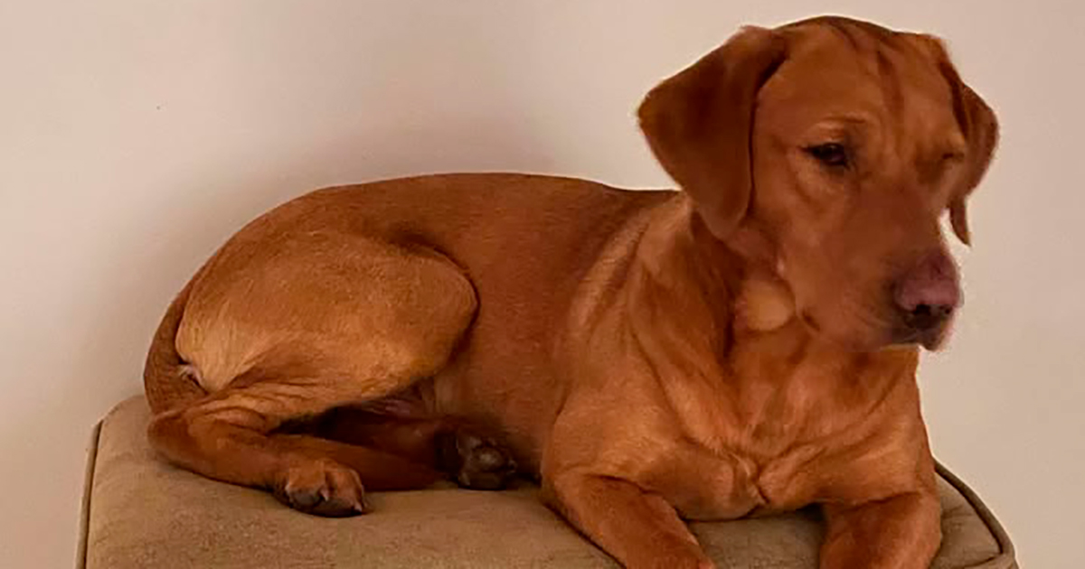 Hunden Willie er stadig forsvundet efter tre uger.