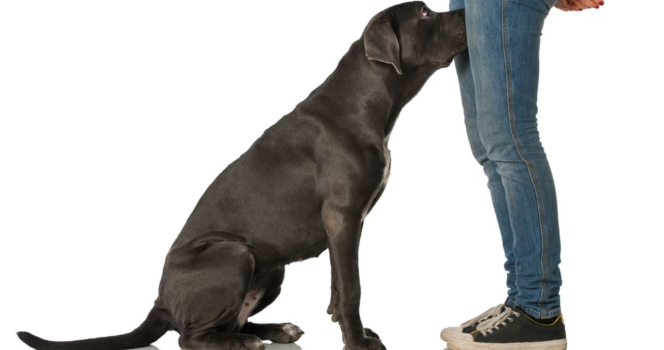 Hund snuser til menneske