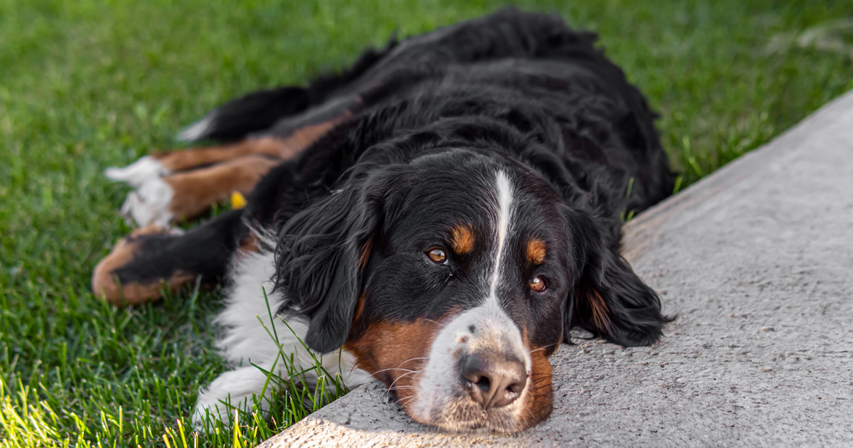 Hund