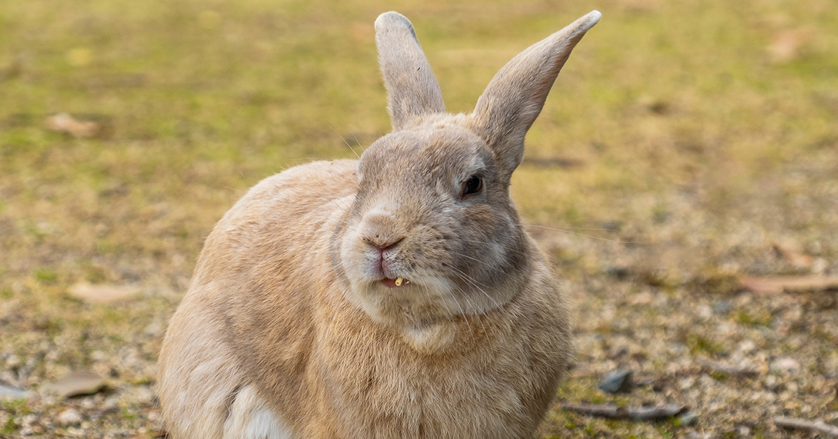 De døde kaniner blev fundet i plastikposer i Nordjylland.