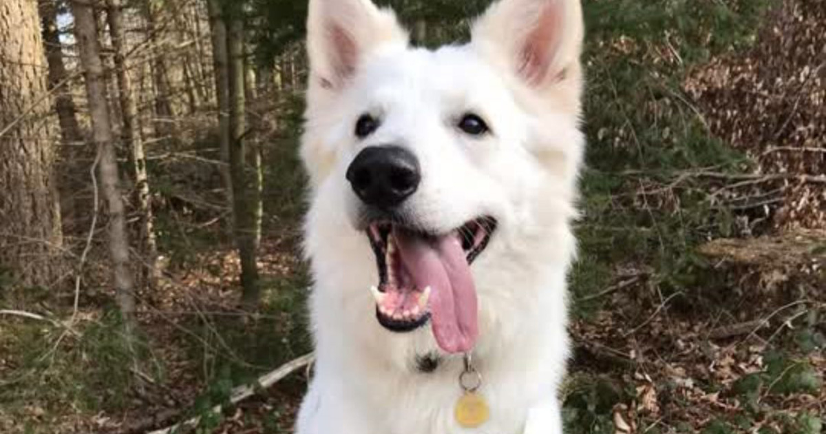 Hunden Bubber fra Dyrenes Beskyttelse