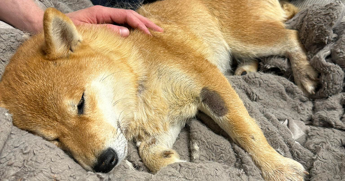 Hunden Nala er blevet aflivet efter at have befundet sig i en brønd i fire dage.