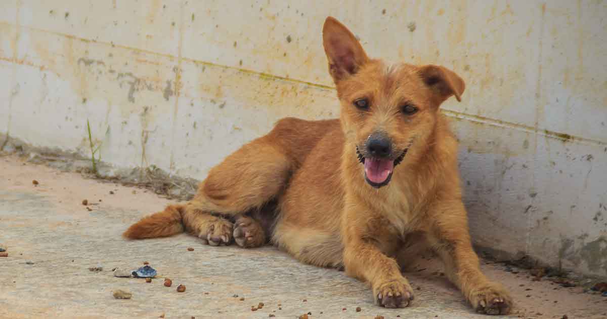 En kvinde fik rabies og døde, efter hun mødte en hund på sin ferie
