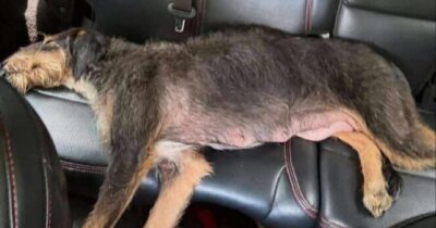 Hund efterladt i bil