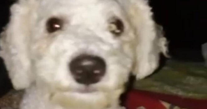 Hunden Buddy