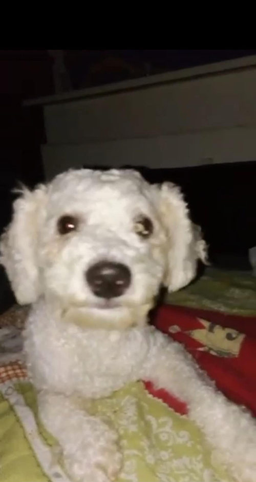 Hunden Buddy