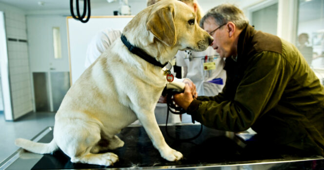 Dette er et foto fra Danmarks Rigshospital for dyr. Hunden og manden har derfor ikke noget at gøre med artiklen, men det er blot et genrefoto.