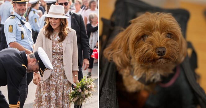 Hunden Luna fik mulighed for at hilse på kongeparret under deres besøg på Samsø.