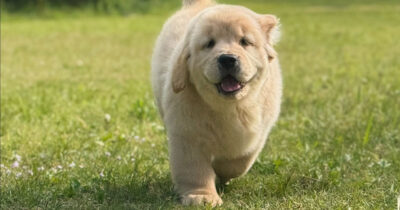 Hund