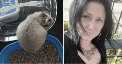 Alexandras guldhamster overraskede alle, da den fik 16 unger.