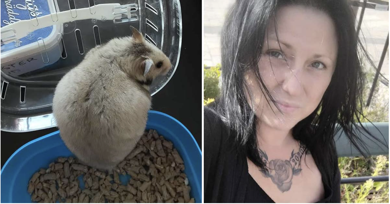 Alexandras guldhamster overraskede alle, da den fik 16 unger.