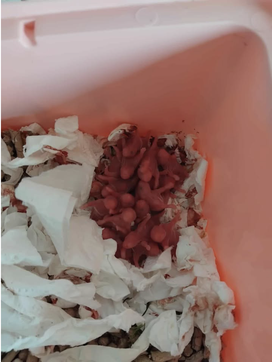 Kuld på 16 gyldne hamsterunger.