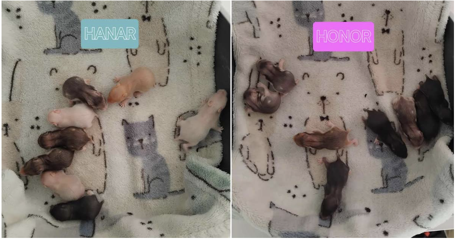 Hamsterungerne er vokset.