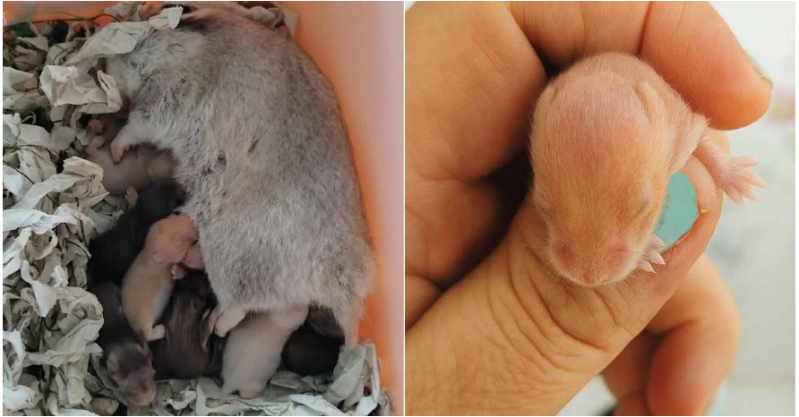 Hamsterunger.
