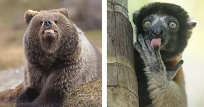 Bjørn og lemur